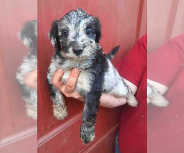 Medium Photo #15 Aussiedoodle Puppy For Sale in COTTAGEVILLE, SC, USA
