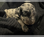 Puppy Elon Goldendoodle