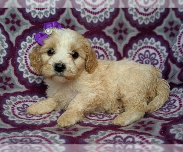 Medium Photo #4 Cavachon Puppy For Sale in LANCASTER, PA, USA