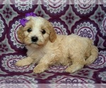 Small Photo #4 Cavachon Puppy For Sale in LANCASTER, PA, USA