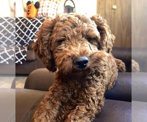 Mother of the Goldendoodle-Poodle (Toy) Mix puppies born on 10/20/2021