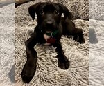 Small Photo #7 Labrador Retriever-Unknown Mix Puppy For Sale in Boston, MA, USA
