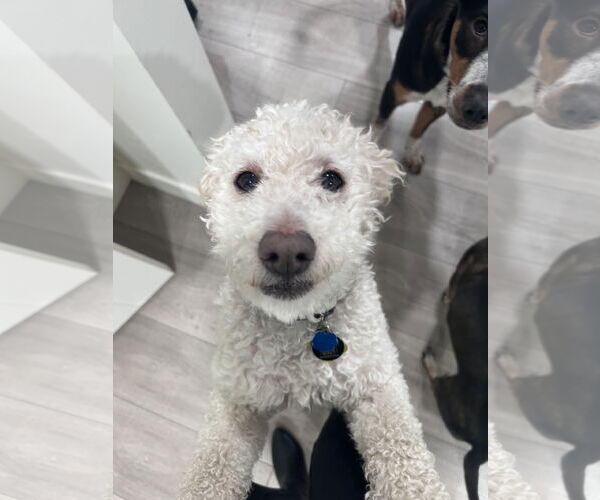 Medium Photo #15 Mutt Puppy For Sale in Sandy, UT, USA