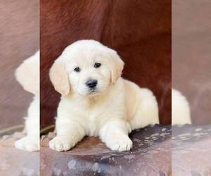 English Cream Golden Retriever Puppy for sale in WESLEY CHAPEL, FL, USA