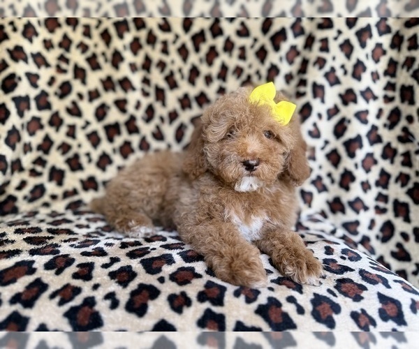 Medium Photo #6 Cock-A-Poo Puppy For Sale in LAKELAND, FL, USA