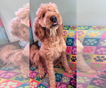 Small #2 Goldendoodle
