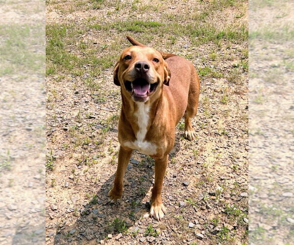 Medium Photo #8 Labrador Retriever-Unknown Mix Puppy For Sale in Bryant, AR, USA