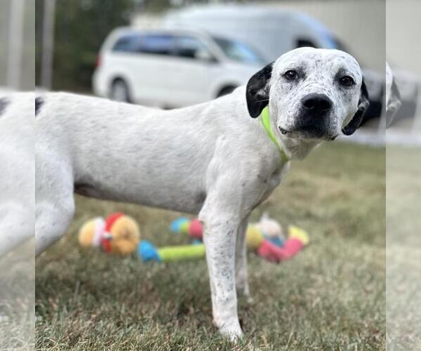 Medium Photo #3 Lab-Pointer Puppy For Sale in Yardley, PA, USA