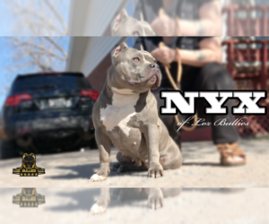 Mother of the American Bully puppies born on 05/16/2025