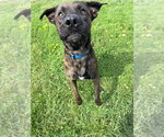 Small #2 Labrador Retriever Mix