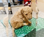 Small Photo #2 Goldendoodle Puppy For Sale in LEESBURG, GA, USA
