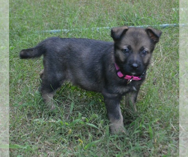 Medium Photo #4 German Shepherd Dog Puppy For Sale in POWDER SPRINGS, GA, USA
