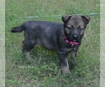 Small #3 German Shepherd Dog