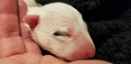 Small Photo #4 Bull Terrier Puppy For Sale in JACKSON, MI, USA
