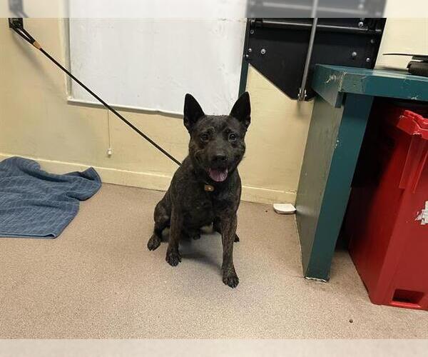 Medium Photo #1 Chow Chow-Unknown Mix Puppy For Sale in Pasadena, CA, USA