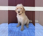 Small Photo #11 Labradoodle Puppy For Sale in WESTMINSTER, SC, USA