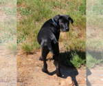 Small #3 Mutt