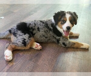 Australian Mountain Dog Puppy for sale in WEST JEFFERSON, OH, USA