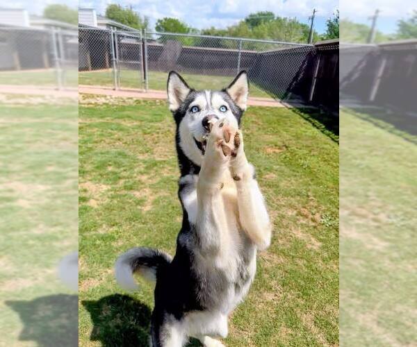 Medium Photo #2 Siberian Husky Puppy For Sale in Carrollton, TX, USA