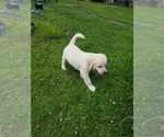 Small Photo #11 English Cream Golden Retriever Puppy For Sale in BELLWOOD, PA, USA