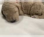 Small Photo #5 Goldendoodle Puppy For Sale in CHULA VISTA, CA, USA