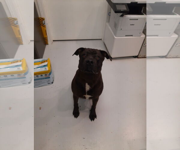 Medium Photo #1 American Bulldog-Rottweiler Mix Puppy For Sale in Mt. Gilead, OH, USA