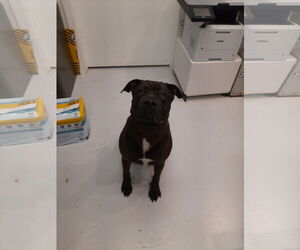 American Bulldog-Rottweiler Mix Dogs for adoption in Mt. Gilead, OH, USA