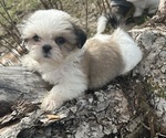 Puppy Gizmo Shih Tzu