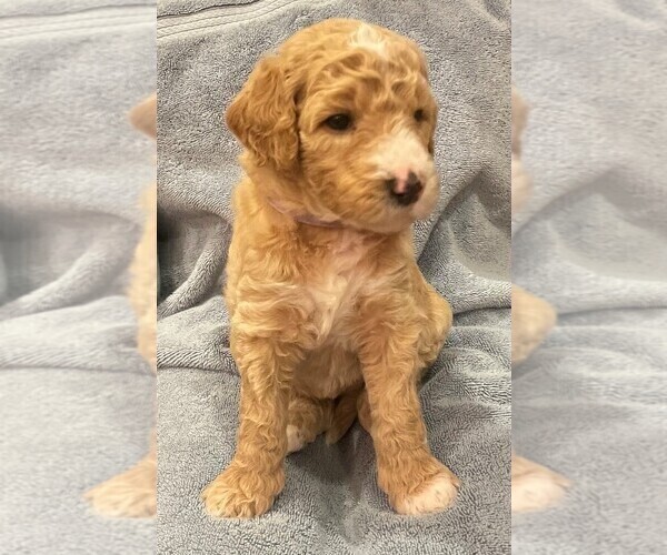Medium Photo #2 Goldendoodle Puppy For Sale in GARLAND, TX, USA