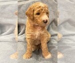 Small Photo #2 Goldendoodle Puppy For Sale in GARLAND, TX, USA