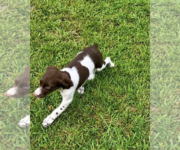 Medium Photo #2 Brittany Puppy For Sale in ORRUM, NC, USA