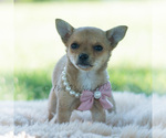 Small Photo #48 Chihuahua Puppy For Sale in WARSAW, IN, USA