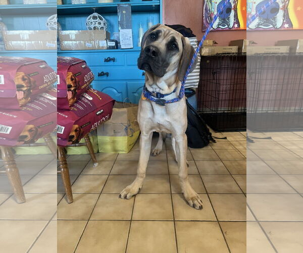 Medium Photo #4 Mutt Puppy For Sale in Goodyear, AZ, USA