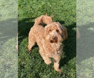 Mother of the Australian Labradoodle-Bernedoodle Mix puppies born on 04/17/2025