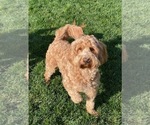 Small Photo #1 Australian Labradoodle-Bernedoodle Mix Puppy For Sale in ATWATER, CA, USA