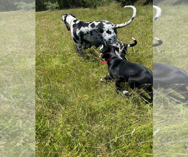 Medium Photo #9 Great Dane-Unknown Mix Puppy For Sale in Bullard, TX, USA