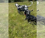 Small #8 Great Dane Mix