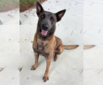 Small #1 German Shepherd Dog Mix