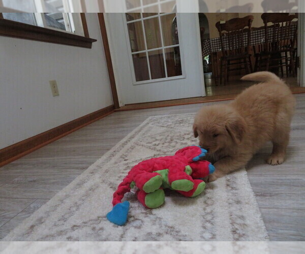 Medium Photo #15 Golden Retriever Puppy For Sale in MECHANICSVILLE, MD, USA