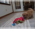 Small #14 Golden Retriever