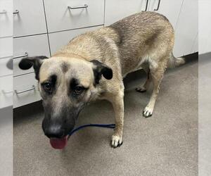 Anatolian Shepherd Dogs for adoption in HESPERIA, CA, USA
