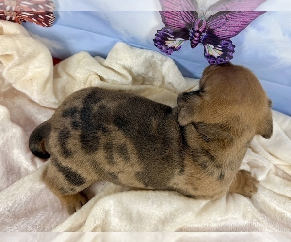 Medium Photo #13 Dachshund Puppy For Sale in CASSVILLE, MO, USA