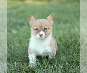 Pembroke Welsh Corgi Puppy for sale in CHRISTIANA, PA, USA
