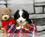 Small Photo #8 Bernese Mountain Dog Puppy For Sale in FREDERICKSBURG, OH, USA