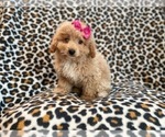 Small Photo #11 Bichpoo Puppy For Sale in LAKELAND, FL, USA