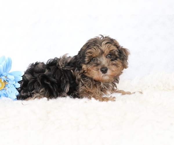 Medium Photo #4 YorkiePoo Puppy For Sale in SHILOH, OH, USA