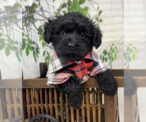 Yorkipoo Puppy for Sale in SELLERSBURG, Indiana USA