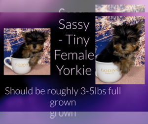 Yorkshire Terrier Puppy for sale in AZLE, TX, USA