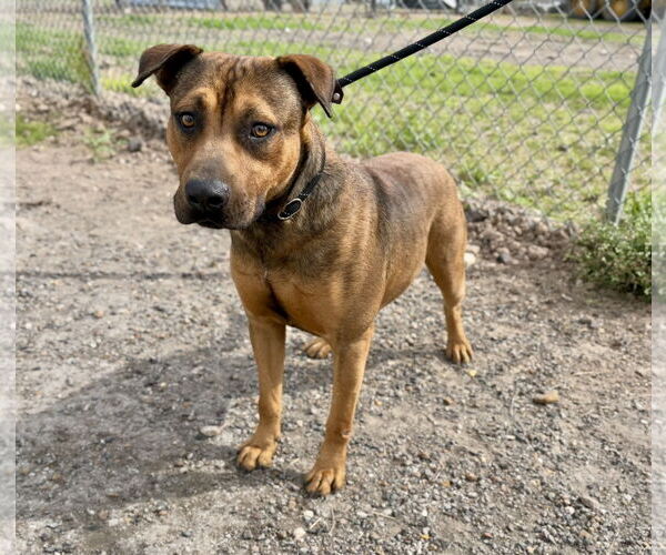 Medium Photo #3 Mutt Puppy For Sale in Ocoee, FL, USA