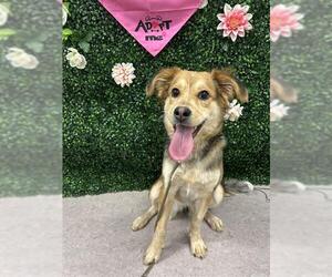 Mutt Dogs for adoption in Grasswood, Saskatchewan, Canada